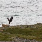 160623_HUS_Seeadler-mit-Katze