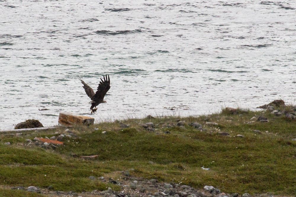 160623_HUS_Seeadler-mit-Katze