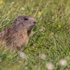 161 - 20160720 - Lechquellrunde 2. Tag - IMG_7424