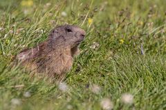 161 - 20160720 - Lechquellrunde 2. Tag - IMG_7424