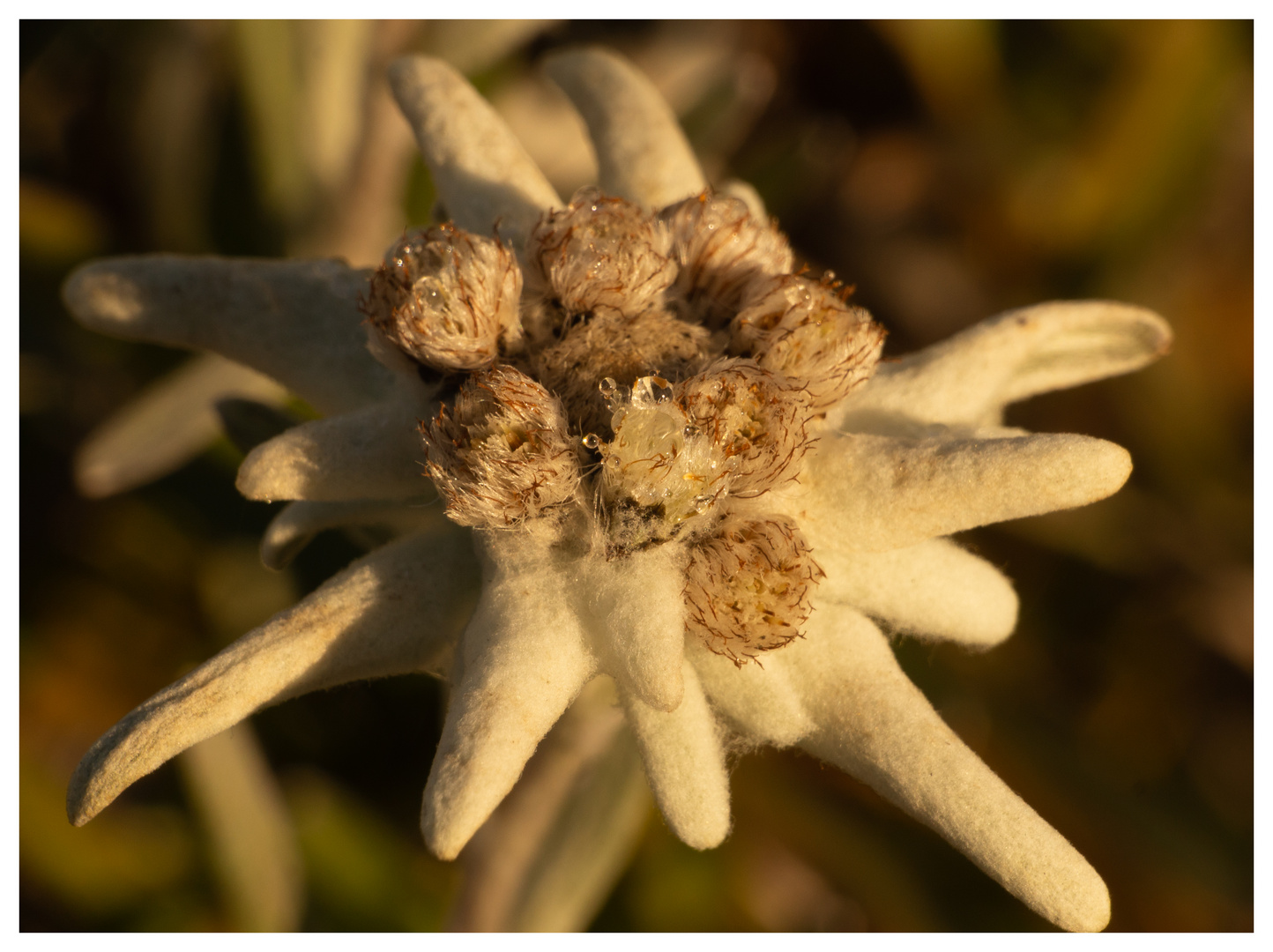 16.11.22 Mittwochsblümchen *EDELWEISS*