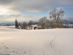 16.1.2017 rund um die Maulkuppe