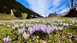 Golzern ,Krokus von peter tresch