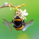 Hummel beim Abflug