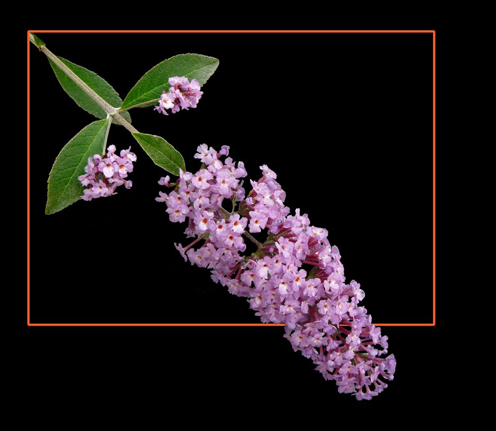 162 BUDDLEIA DAVIDII