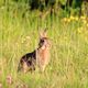 Wildkaninchen oder Feldhase?