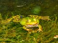 Happy frog by Tania Skaradek