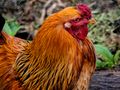 Il gallo di Castello di Roberto 1950