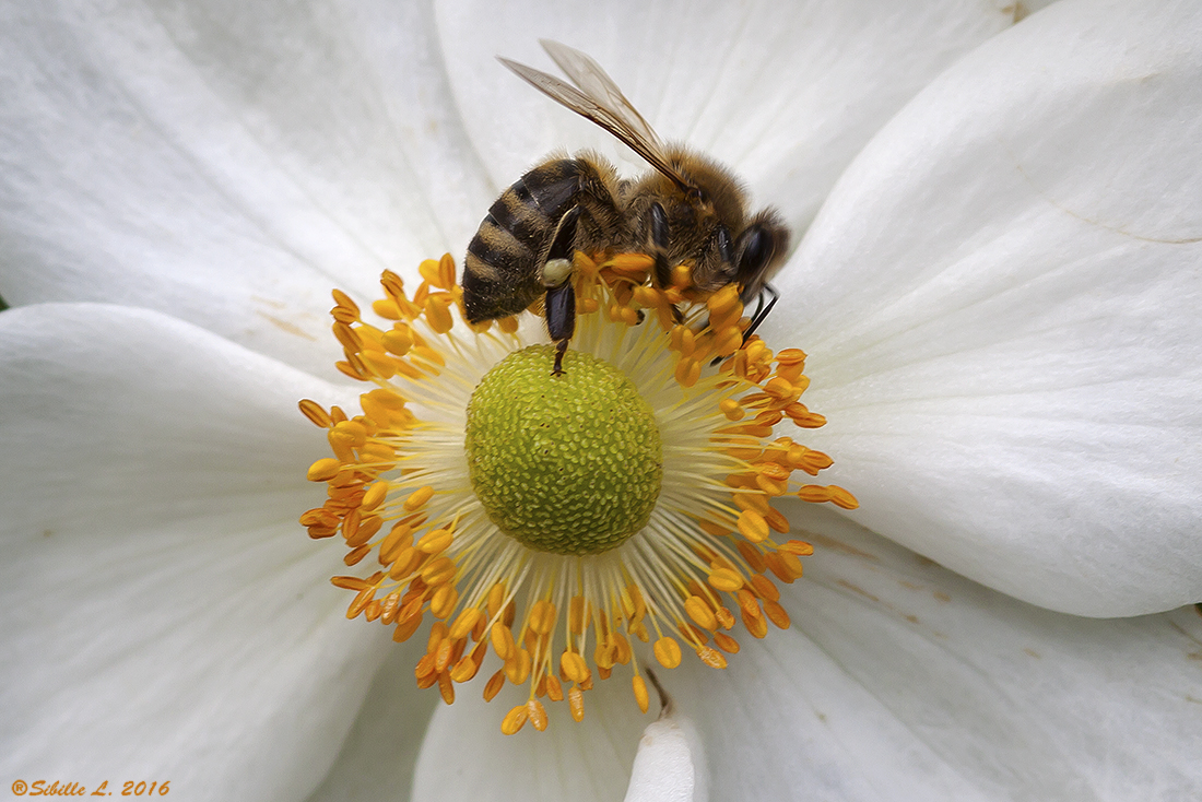 165, 166, 167 uff, wieviel Blütenpollen sind das denn :-))