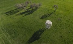 16/52 Frühlings-Schatten