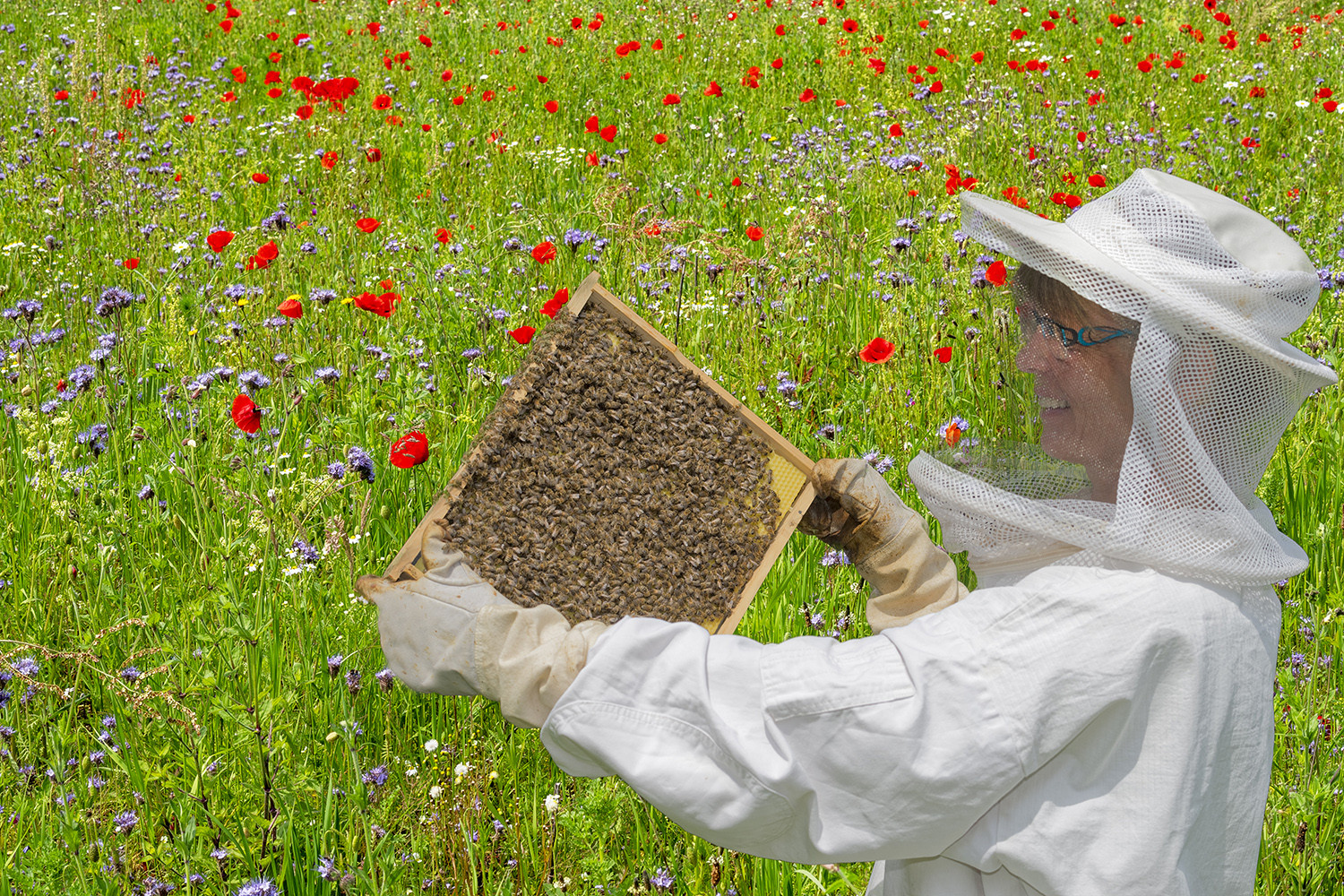 1672SC Wildblumenwiese mit Imkerin und Bienen