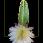 168 FIORE DI CEREUS PERUVIANUS