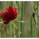 Mohn