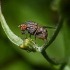 Insekten, Fliegen ..