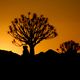 Abendstimmung in Namibia