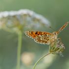 17 07 30 - Mélitée des centaurées - Sauveterre