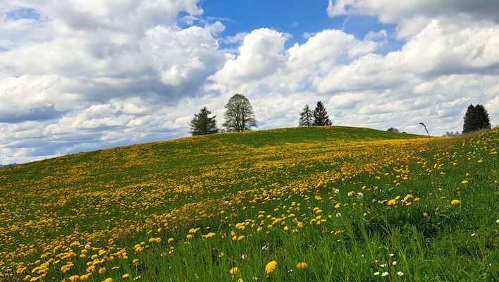 17 / 52 _ und wie sie leuchten