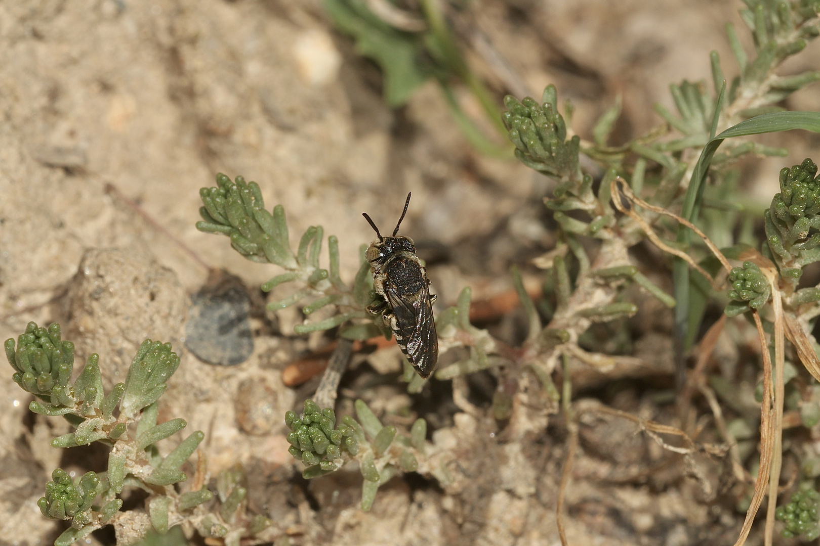 (17) Alte Bekannte: Megachile pilidens und Coelioxys afra