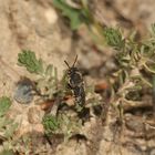 (17) Alte Bekannte: Megachile pilidens und Coelioxys afra