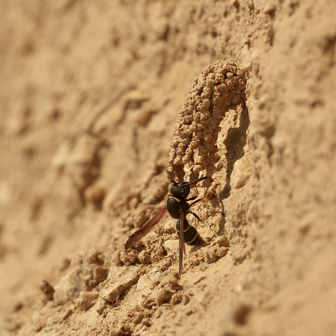 (17) Die seltene SCHORNSTEINWESPE ODYNERUS SPINIPES