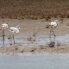 17 Flamants roses jeunes (moins de trois ans)