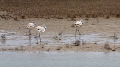 17 Flamants roses jeunes (moins de trois ans)