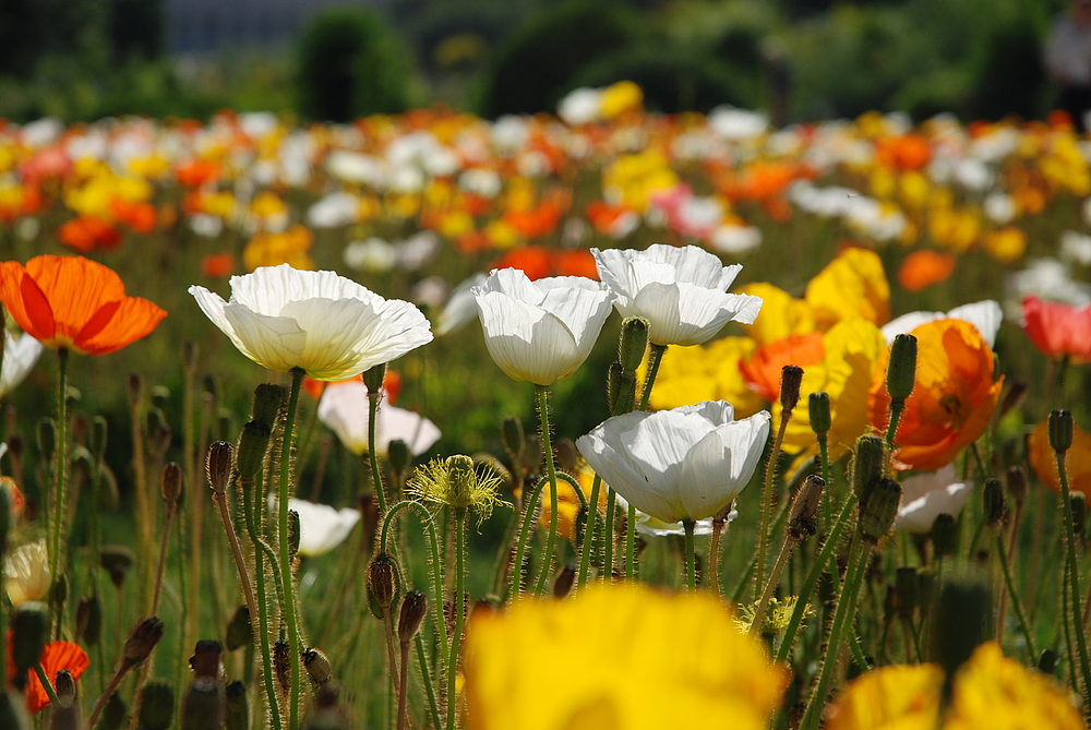 17 Jardin des Plantes Paris