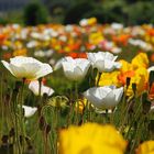 17 Jardin des Plantes Paris