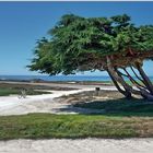 17 - Mile Drive bei Monterey, California