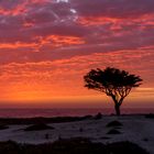 17-Mile Drive, Kalifornien