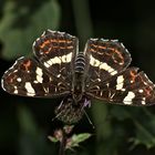 (17) Unterschiedliche Färbungen der Sommerform des Landkärtchens (Araschnia levana f. prorsa)