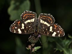 (17) Unterschiedliche Färbungen der Sommerform des Landkärtchens (Araschnia levana f. prorsa)