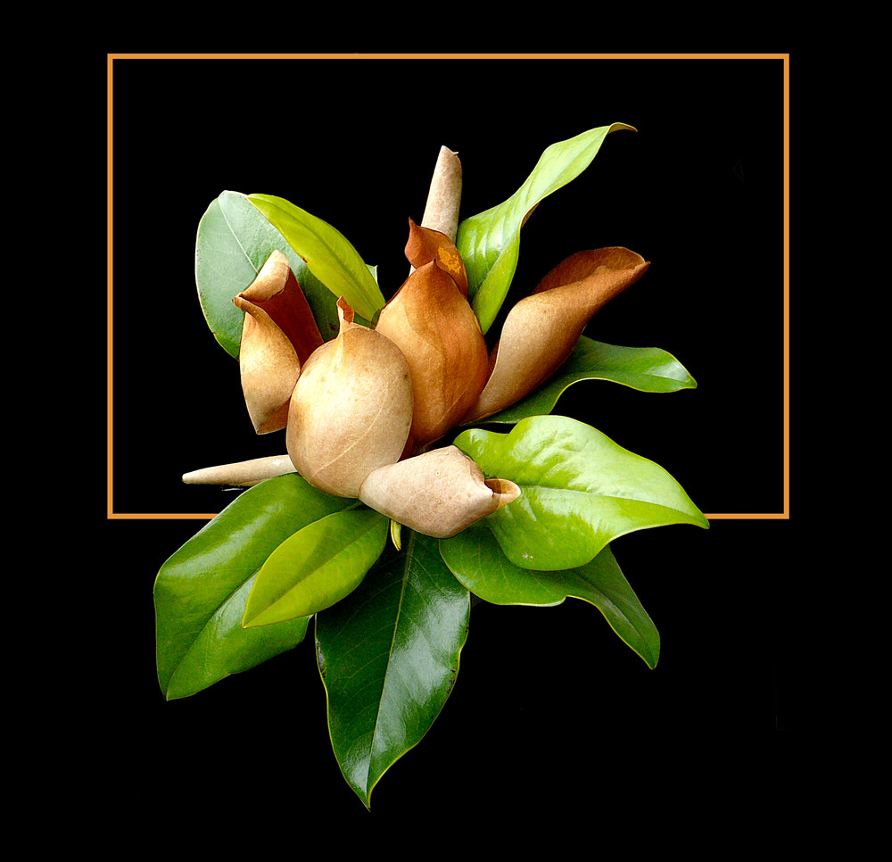 170 MAGNOLIA GRANDIFLORA