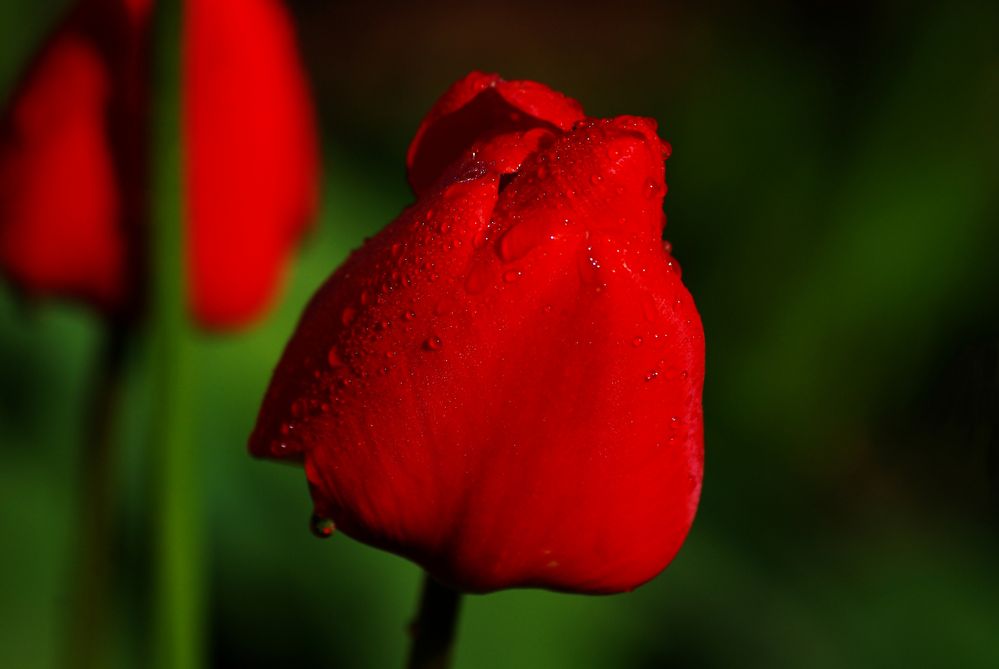 Rot von Gartenkater 