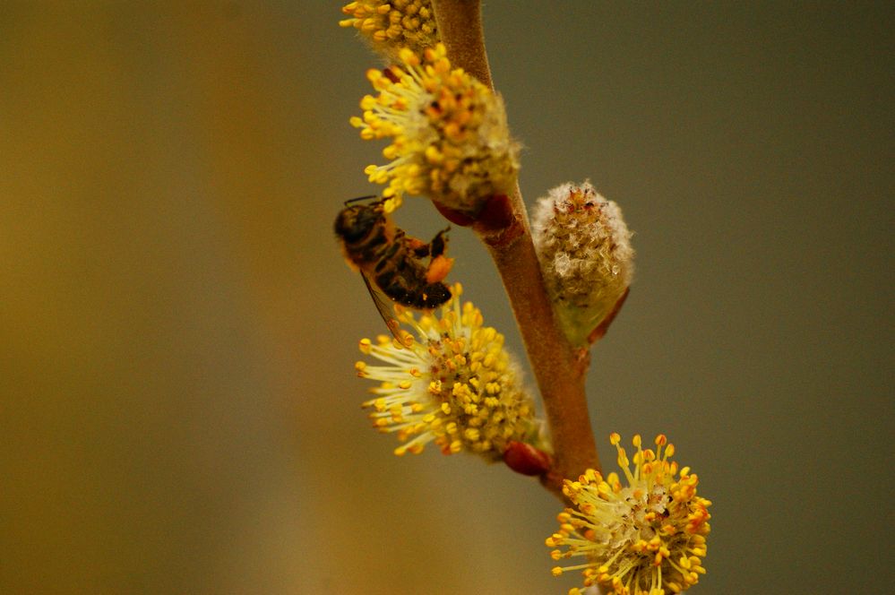 17/02/2011 : tractions & pollen