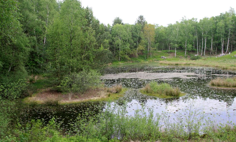 See im Toten Moor bei Neustadt von Peter Vollmert