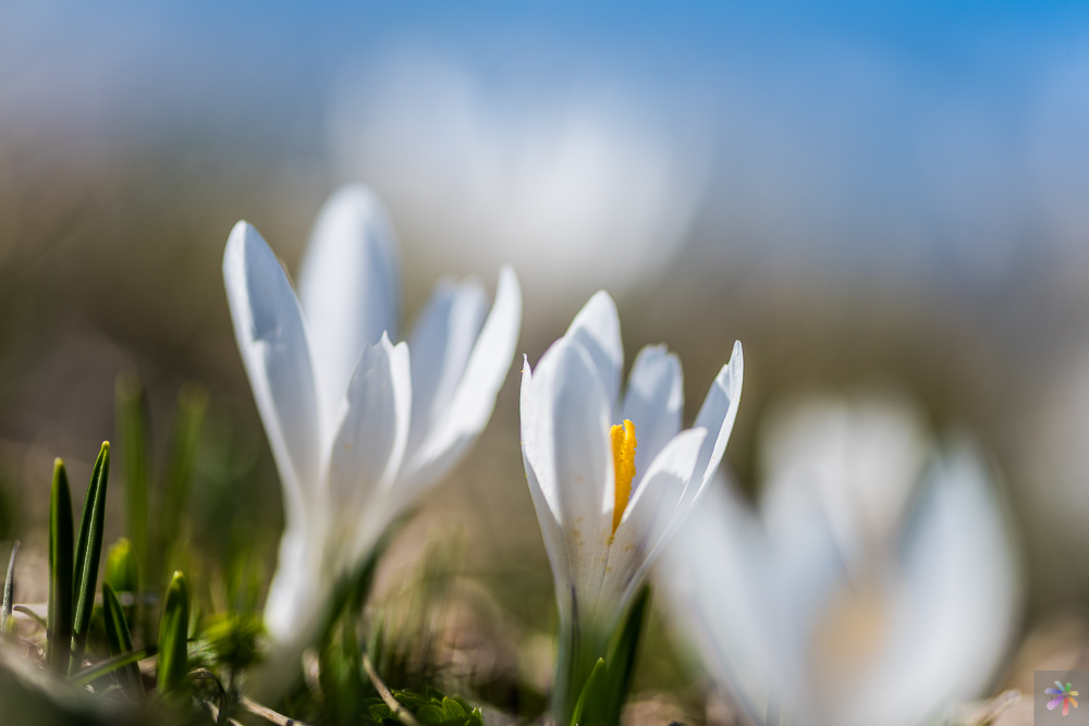 1704-Crocus albiflorus,Frèlingskrokus-12658