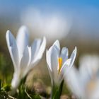 1704-Crocus albiflorus,Frèlingskrokus-12658