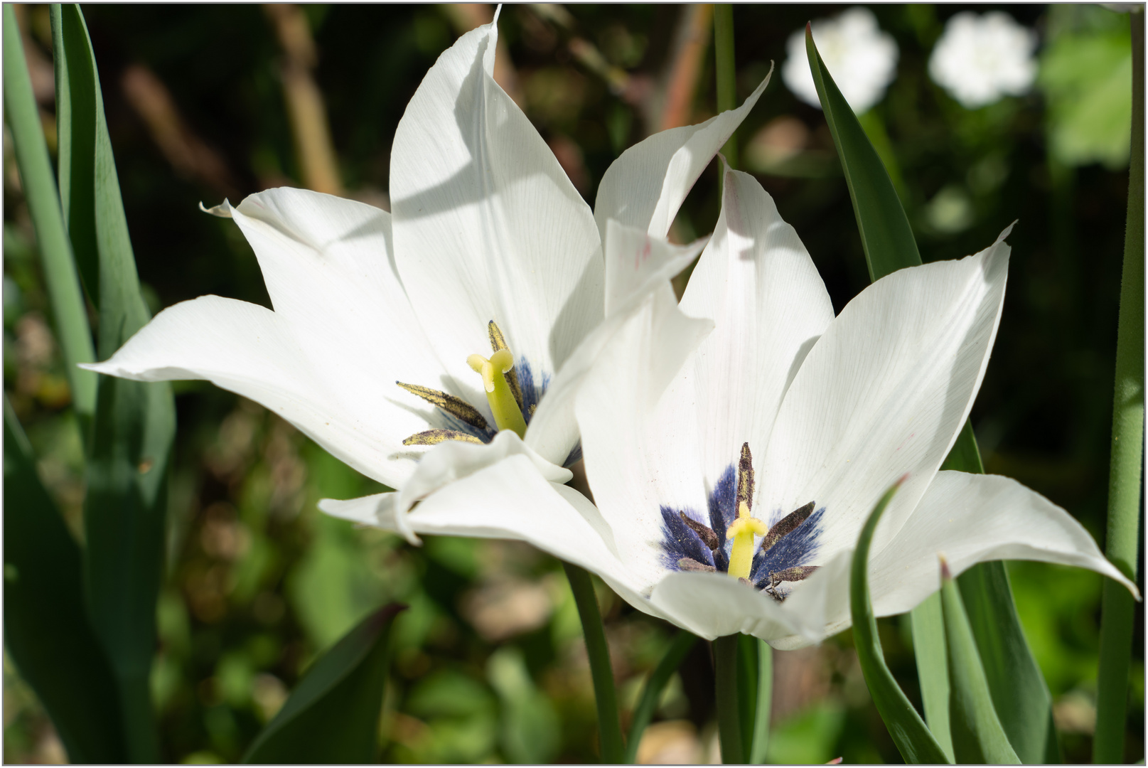 17.04.24 ## Tulpen-Duo in der Morgensonne ##