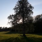 17.05.2020   Lange Schatten am Abend