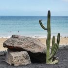 170711 __ONLY A CACTUS AS BEACH WATCHER__