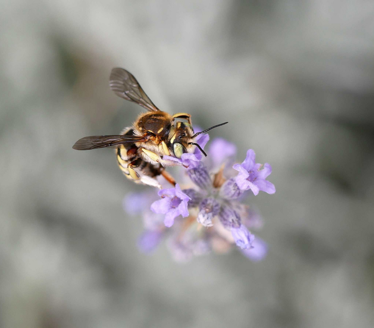 170719 - Anthidie - Anthidium loti  - Sauveterre