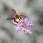 170719 - Anthidie - Anthidium loti  - Sauveterre