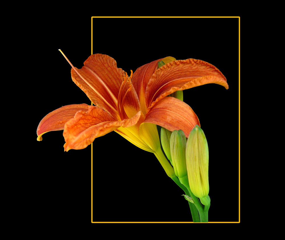 171 HEMEROCALLIS FULVA