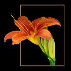 171 HEMEROCALLIS FULVA