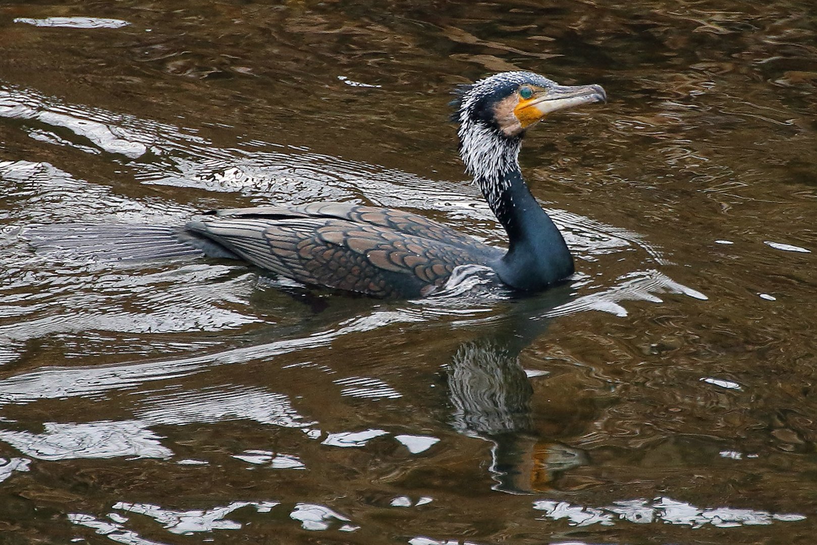 17110.Kormoran auf Beute suche