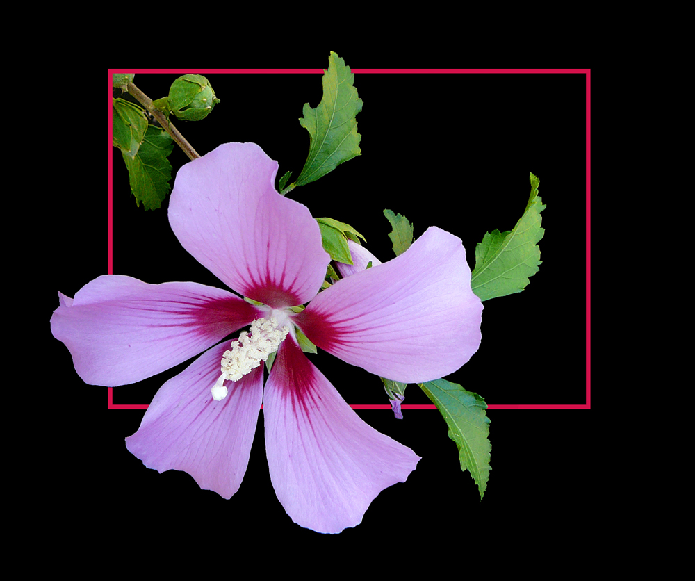 172 HIBISCUS SYRIACUS