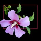 172 HIBISCUS SYRIACUS