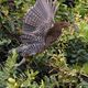 Tiger heron