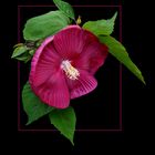 173 HIBISCUS MOSCHEUTOS